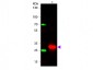 Anti-Human IgG F(c)  Secondary Antibody