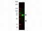 Anti-Mouse IgG (H&L)  (Rhodamine Conjugated) Secondary Antibody