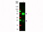 Anti-Rabbit IgG (H&L)  (Rhodamine Conjugated) Secondary Antibody