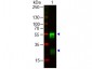 Anti-RABBIT IgG (H&L)  Pre-adsorbed Secondary Antibody