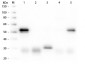 Anti-Rabbit IgG (H&L)  (Fluorescein Conjugated) Secondary Antibody