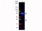 Anti-Rabbit IgG (H&L)  (Fluorescein Conjugated) Secondary Antibody