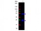 Anti-Rat IgG (H&L)  (Fluorescein Conjugated) Secondary Antibody