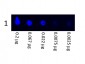Anti-Swine IgG (H&L)  (Fluorescein Conjugated) Secondary Antibody