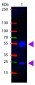 Anti-Swine IgG (H&L)  (Fluorescein Conjugated) Secondary Antibody