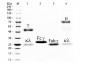Rat IgG F(ab')2 Texas Red™ 