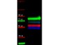 Anti-Transferrin  Secondary Antibody