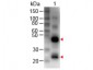 Anti-Human IgG (H&L)  (Biotin Conjugated) Secondary Antibody