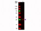 Anti-Rabbit IgG F(c)  Secondary Antibody