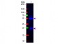 Anti-Rabbit IgG (H&L)  (Fluorescein Conjugated) Pre-Adsorbed Secondary Antibody