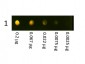 Anti-Rabbit IgG (H&L)  (Texas Red™ Conjugated) Secondary Antibody