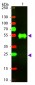 Anti-Rabbit IgG (H&L)  (Texas Red™ Conjugated) Secondary Antibody