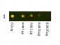 Anti-Rabbit IgG (H&L)  (Texas Red™ Conjugated) Secondary Antibody