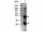 Anti-Rat IgG (H&L)  (Biotin Conjugated) Secondary Antibody