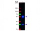 F(ab')2  Anti-Mouse IgG (H&L)  (Fluorescein Conjugated) Secondary Antibody