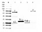 Chicken IgG Fab Rhodamine 