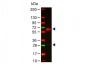 Anti-Human IgA (alpha chain)  Secondary Antibody