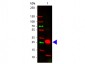 Anti-Rabbit IgG F(c)  Pre-Adsorbed Secondary Antibody