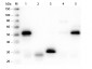 Anti-Rabbit IgG (H&L)  (Peroxidase Conjugated) Secondary Antibody