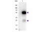 Anti-Rabbit IgG (H&L)  (Peroxidase Conjugated) Secondary Antibody