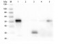 Anti-Rabbit IgG F(c)  (Rhodamine Conjugated) Secondary Antibody