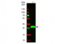 Anti-Rabbit IgG F(c)  (Rhodamine Conjugated) Secondary Antibody