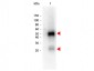 Anti-RABBIT IgG (H&L)  (Peroxidase Conjugated) Secondary Antibody