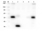 Anti-Rat IgG F(c)  (Rhodamine Conjugated) Secondary Antibody