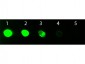 Anti-Rat IgG F(c)  (Fluorescein Conjugated) Secondary Antibody