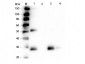 Anti-Rat IgG F(ab')2  (Rhodamine Conjugated) Secondary Antibody