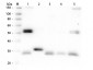 Anti-Rat IgG (H&L)  (Peroxidase Conjugated) Secondary Antibody