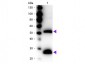 F(ab')2  Anti-Mouse IgG (H&L)  (Peroxidase Conjugated) Secondary Antibody