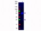 F(ab')2  Anti-Rabbit IgG (H&L)  (Fluorescein Conjugated) Pre-Adsorbed Secondary Antibody