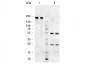 Anti-Chicken IgM (mu chain)  Secondary Antibody