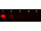 Anti-Human IgG F(c)  (Rhodamine Conjugated) Pre-Adsorbed Secondary Antibody