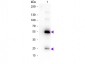 Anti-Human IgG (H&L)  (Biotin Conjugated) Pre-Adsorbed Secondary Antibody