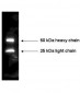 Anti-MOUSE IgG (H&L)  (Peroxidase Conjugated) Secondary Antibody
