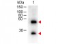 Anti-Mouse IgG (H&L)  (Peroxidase Conjugated) Secondary Antibody