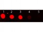 Anti-Rabbit IgG (H&L)  (Fluorescein Conjugated) Secondary Antibody