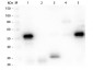 Anti-Rabbit IgG (H&L)  (Fluorescein Conjugated) Secondary Antibody