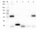 Anti-Rat IgG (H&L)  (Fluorescein Conjugated) Secondary Antibody