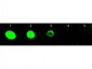 Anti-Rat IgG (H&L)  (Fluorescein Conjugated) Secondary Antibody