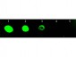 Anti-Rat IgG (H&L)  (Fluorescein Conjugated) Secondary Antibody