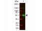 Anti-Monkey IgG gamma  Secondary Antibody