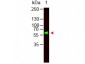 Anti-Monkey IgA (alpha chain)  Secondary Antibody