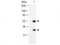 Anti-GOAT IgG (H&L)  (Alkaline Phosphatase Conjugated) Secondary Antibody