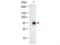 Anti-RABBIT IgG (H&L)  (Alkaline Phosphatase Conjugated) Secondary Antibody