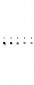 Anti-RABBIT IgG (H&L)  (Alkaline Phosphatase Conjugated) Secondary Antibody