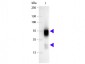 Anti-Rabbit IgG (H&L)  (Alkaline Phosphatase Conjugated) Secondary Antibody