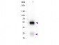 Anti-Rabbit IgG (H&L)  (Biotin Conjugated) Secondary Antibody